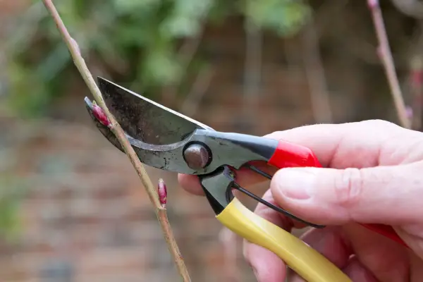 Pruning flowering currant