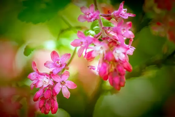 Close up of flowering currant flowers. Getty Images