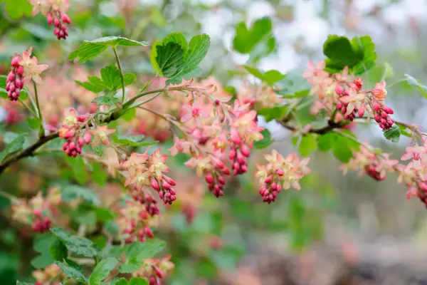 Comment cultiver les ribes sanguineum (curante à fleurs)