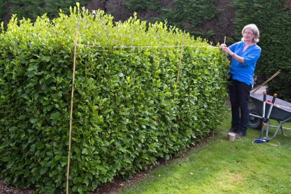 Tying string between two canes