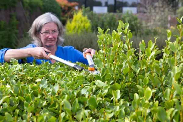 Clipping the top of the hedge