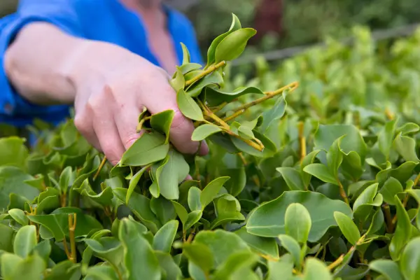 Removing loose hedge clippings