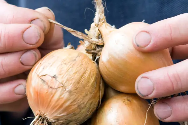 How to store onions - tying in the onions