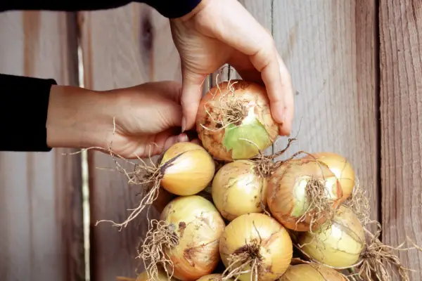How to grow onions - storing onions