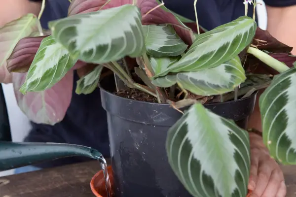 Watering houseplants from the base
