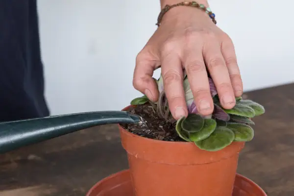 Avoid splashing houseplant leaves