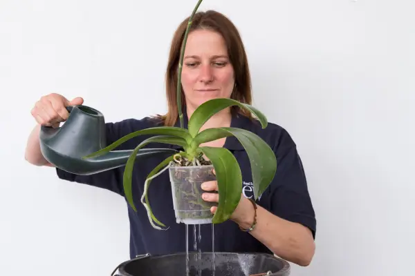 Watering orchids