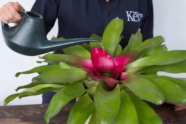 Watering bromeliads