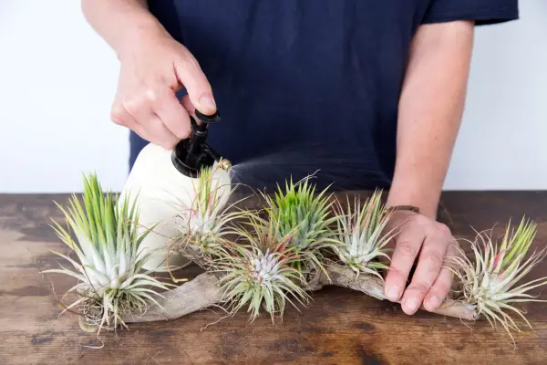 Misting the leaves of air plants