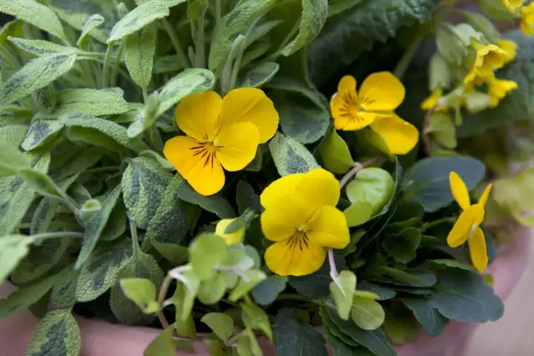 Trzymaj letnie rośliny pościeli kwitnące