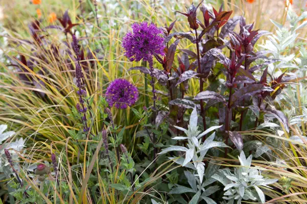 Allium, artemisia, carex and salvia