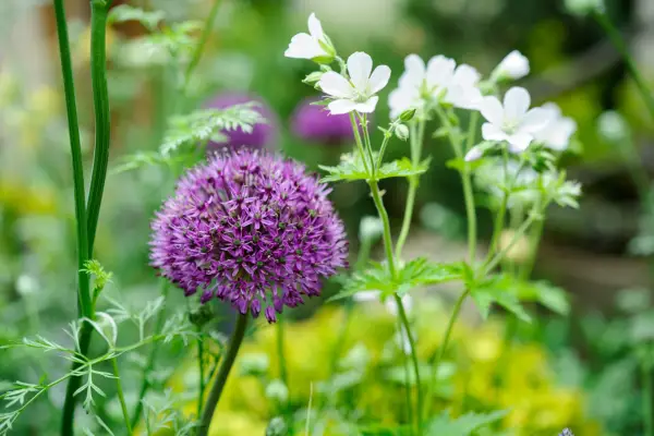 Allium and white cranesbill