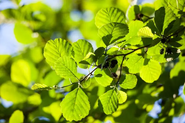 Alder leaves in sunlight. Getty Images