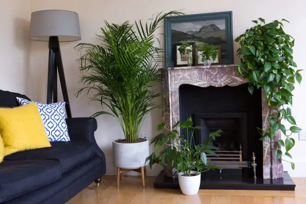 left to right on floor Chrysalidocarpus lutescens areca palm Fatsia plants on mantelpiece Hedera Ivy in glass bottle Maidenhair fern in glass vase Epipremnum pinnatum Aureum houseplant Houseplants with Isabelle Palmer 270417 27042017 27/04/17 27/04/2017 27 27th April 2017 Spring photographer Sarah Cuttle horizontal