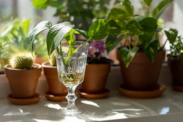 Young sprouts of Golden pothos / Epipremnum aureum with root in transparent wineglass and houseplants in terracotta clay plant pot on windowsill at home. Sun light. Indoor garden.