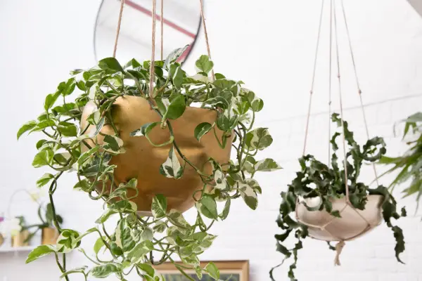 Left Epipremnum aureum Njoy Right Epiphyllum guatemalense f monstrosa hanging hang hung houseplant houseplants 180418 18042018 18/04/18 18/04/2018 18 18th April 2018 Spring Jamie Song Hanging Houseplants location Rotherhithe London photographer Sarah Cuttle