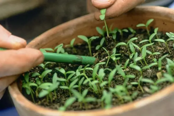 Pricking out seedlings