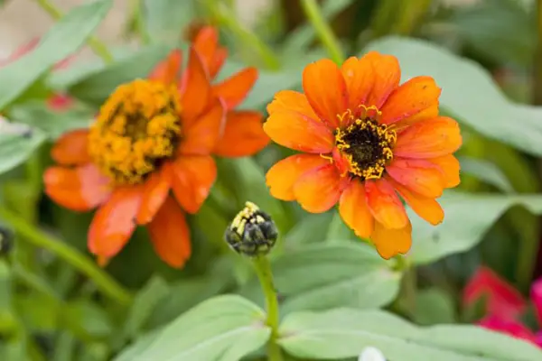 Zinnia flowers