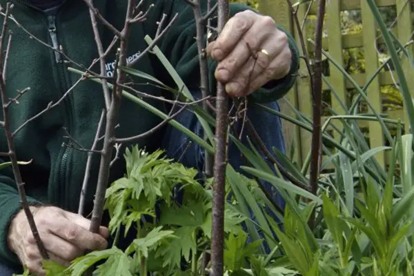 Using pea sticks to support plants