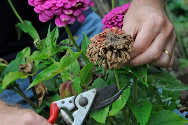 Deadheading spent flowers