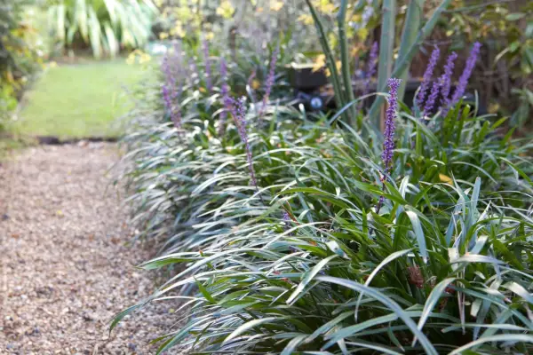How to grow lily turf - lily turf used to edge a path