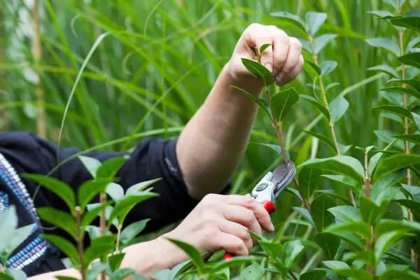 How to grow a privet hedge - taking privet cuttings