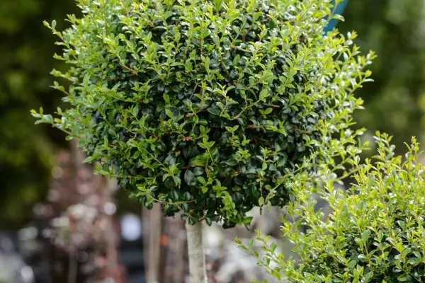 How to grow a privet hedge - topiary Chinese privet Ligustrum lucidum