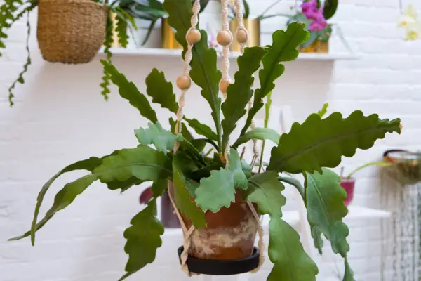 Fishbone cactus. Sarah Cuttle