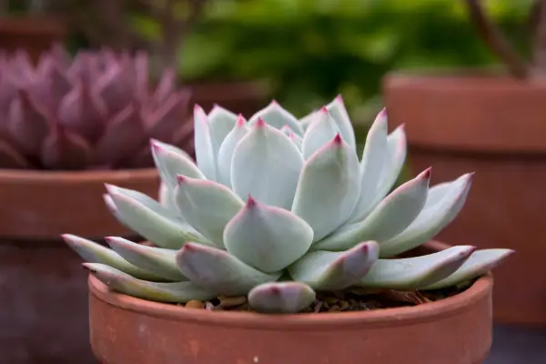 Succulent, Echeveria lindsayana. Sarah Cuttle