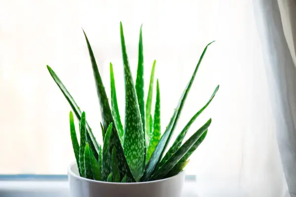 Aloe vera. Getty Images