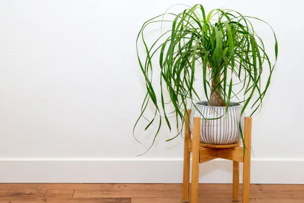 Ponytail palm. Getty Images