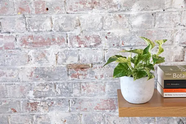 Marble Queen Pothos. Sarah Cuttle