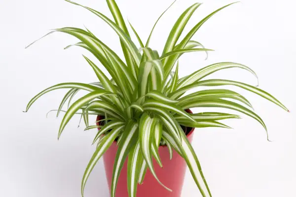 Spider plant. Sarah Cuttle