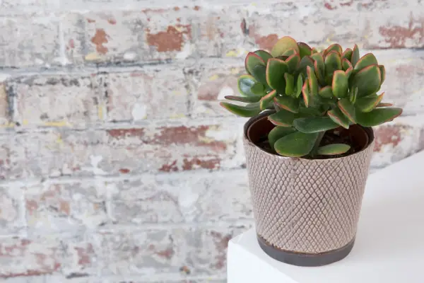 Jade plant. Sarah Cuttle