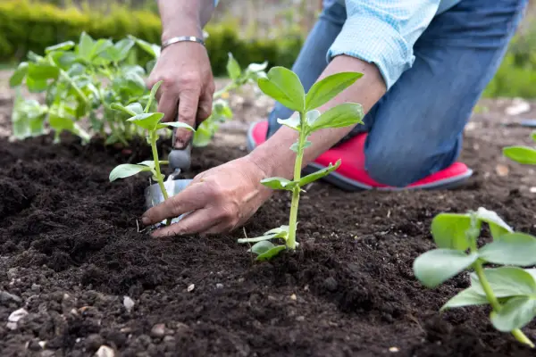 Planting broad beans