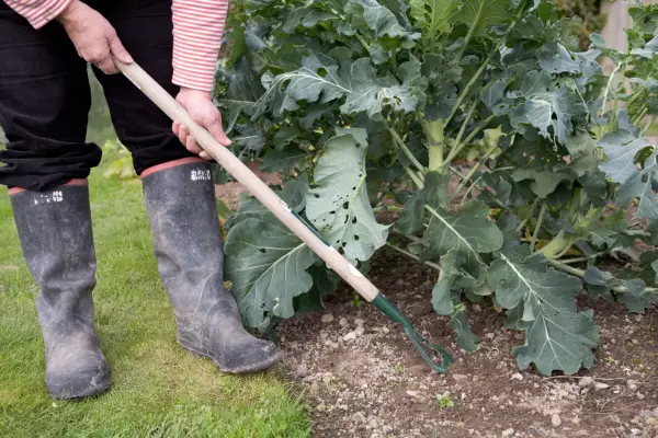 Weeding among brassicas
