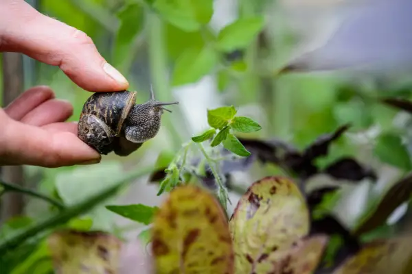 Gardener removing snail from plant