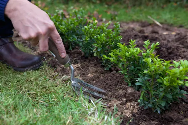 Newly planted box bushes with bonemeal dug into the earth around them