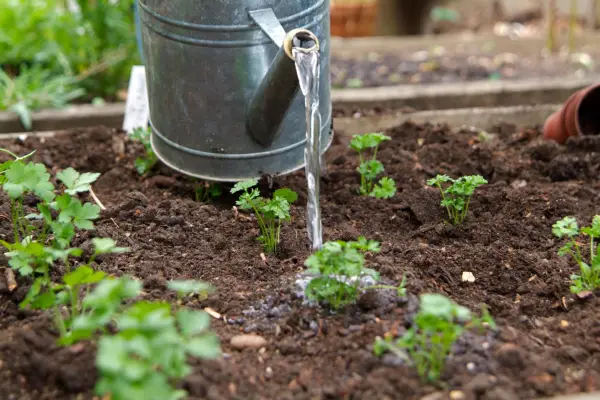 Watering parsley