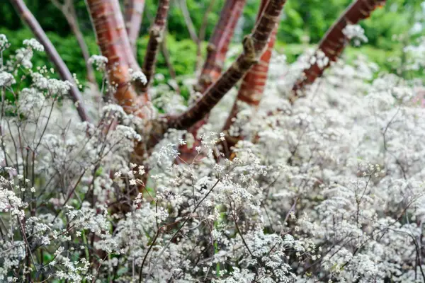 A swathe of purple-stemmed cow parsley 