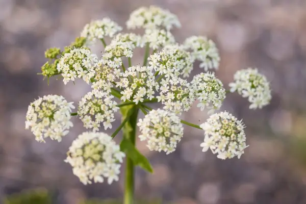 Cow parsley