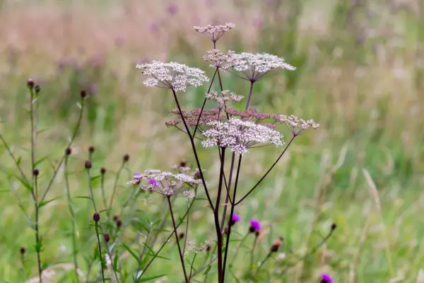 Purple stems, burgundy buds and pink-white flowers of cow parsley 