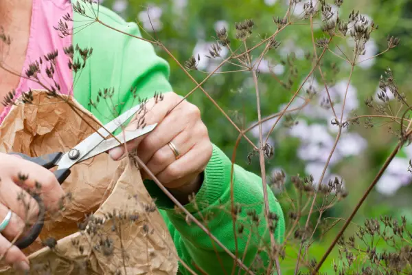 Collecting cow parsley seed in a paper bag