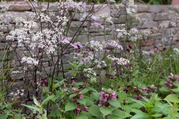 Purple-stemmed cow parsley 