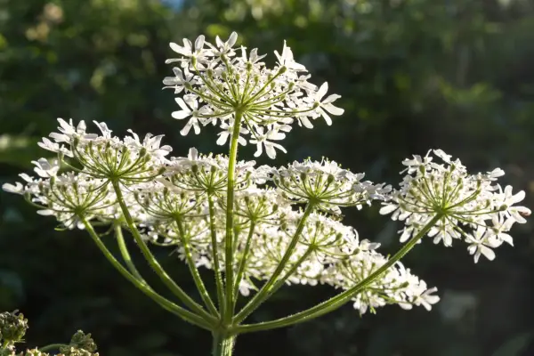 Cow parsley