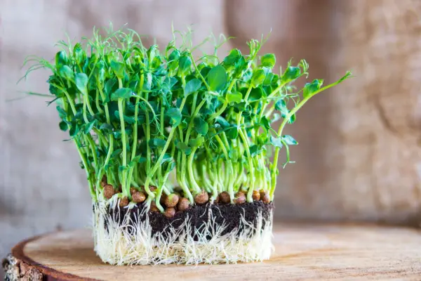 Pea shoots ready to harvest. Getty Images