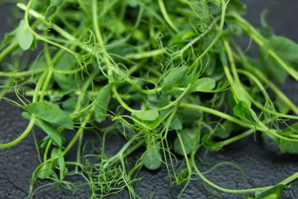 Pea shoots ready to eat. Getty Images