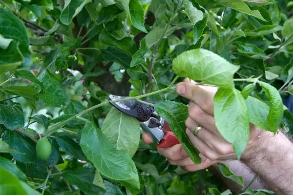 How to prune a plum tree – pruning side shoots