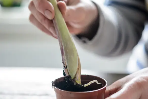 Potting on the rooted lemongrass stem
