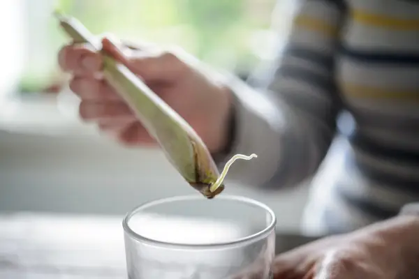 Hvordan man spirer supermarked citrongræs